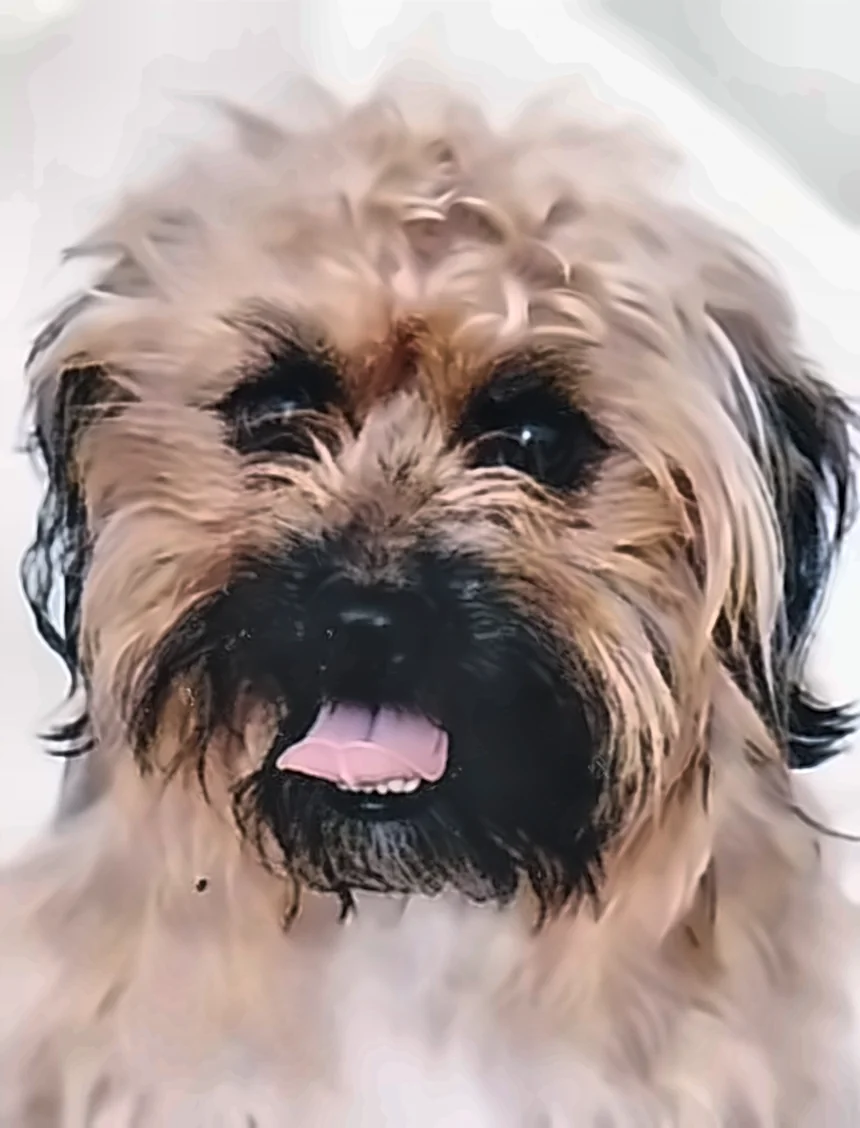 Miki, le chien de Wouaf, tire la langue